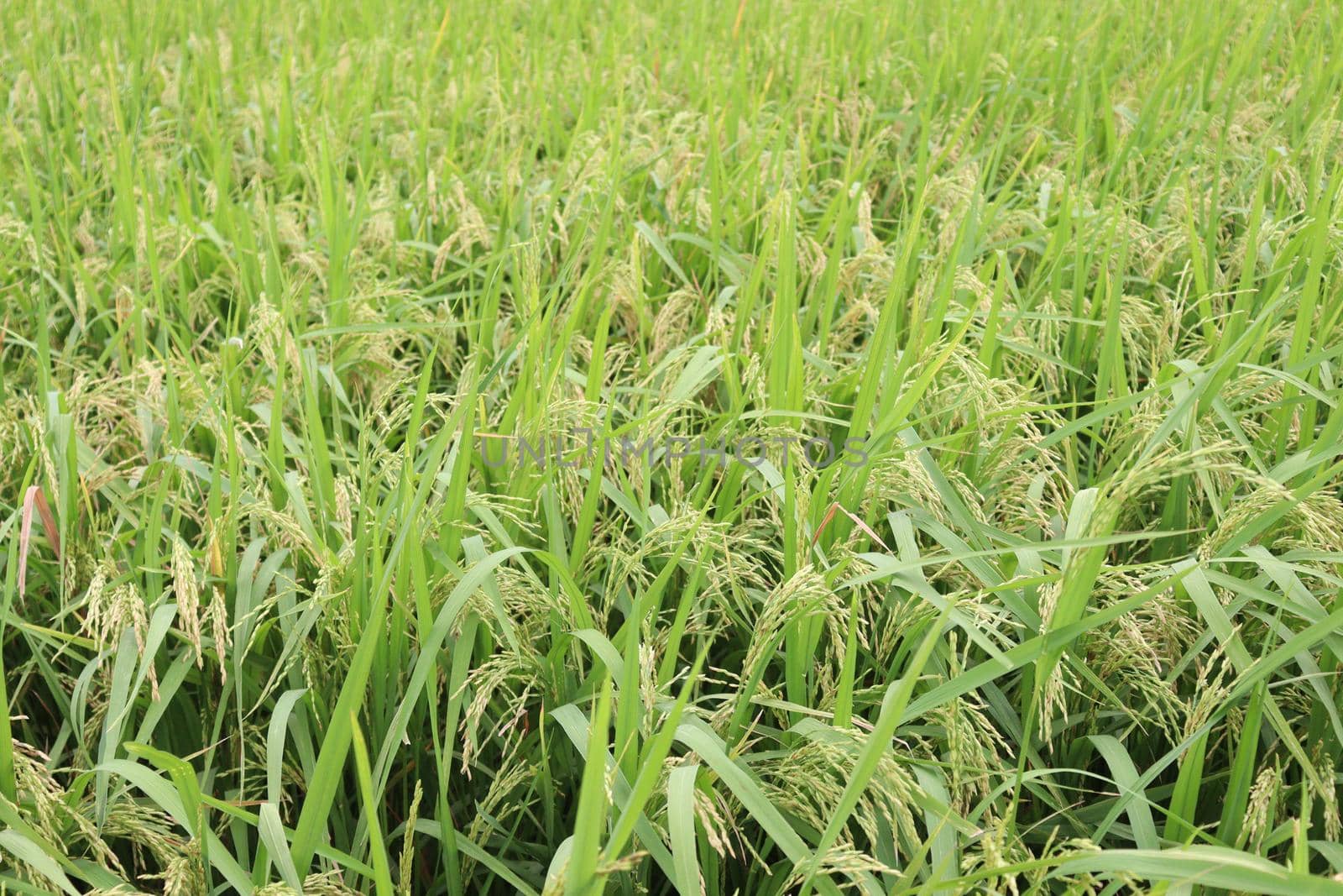 ripe paddy on tree in farm for harvest