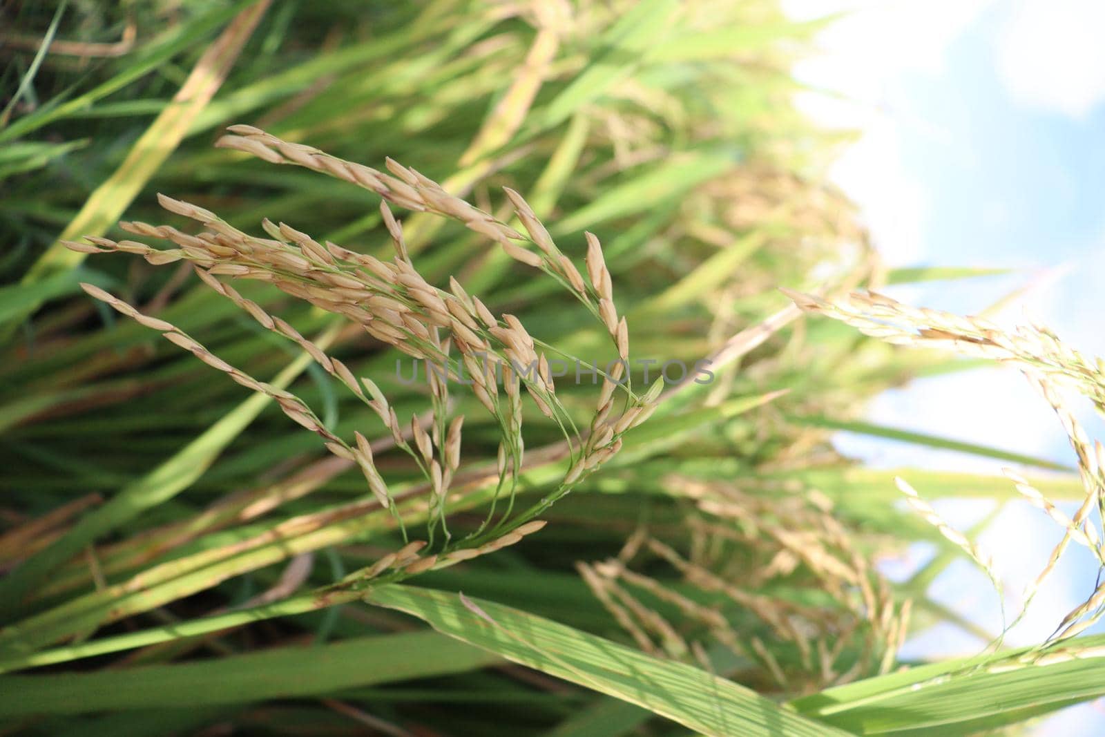 ripe paddy on tree in farm for harvest