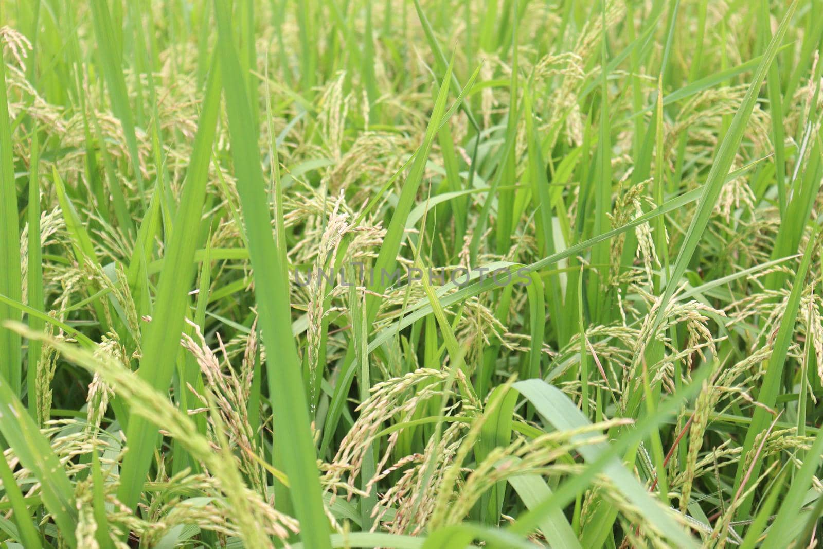 ripe paddy on tree in farm for harvest