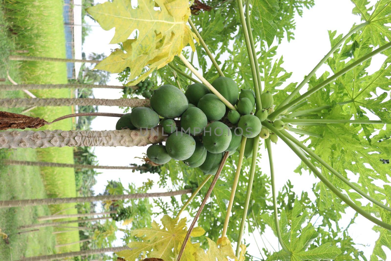 green and healthy raw papaya stock on tree in farm for harvest