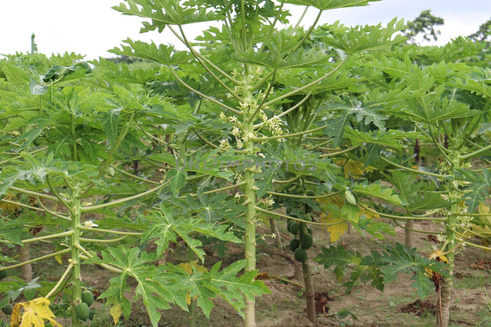 raw papaya stock on tree in farm by jahidul2358