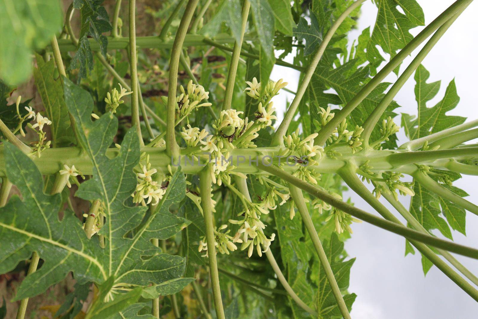 papaya flower on tree in farm by jahidul2358