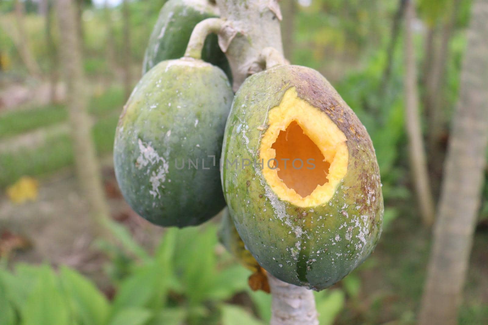 green and healthy raw papaya stock on tree in farm for harvest