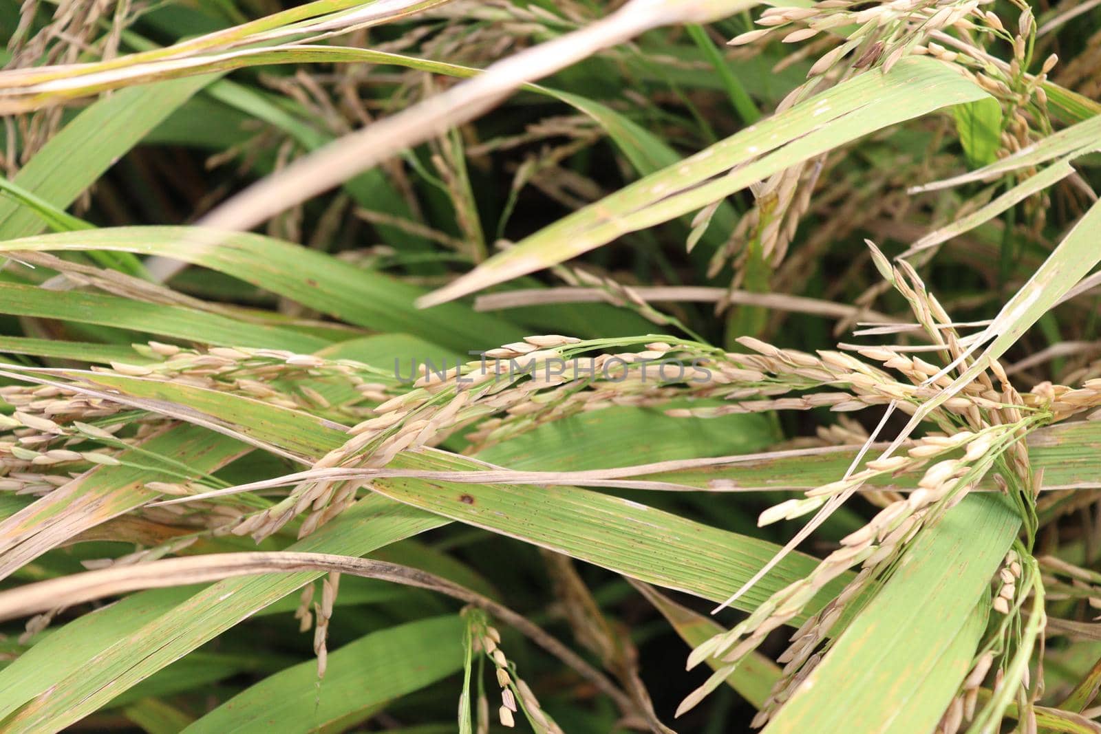 ripe paddy on tree in farm for harvest