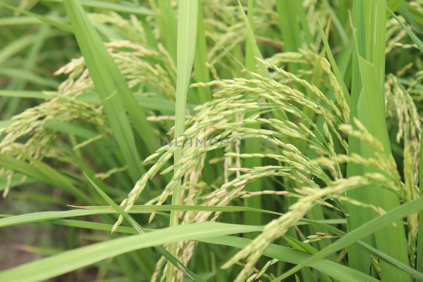 ripe paddy on tree in farm for harvest