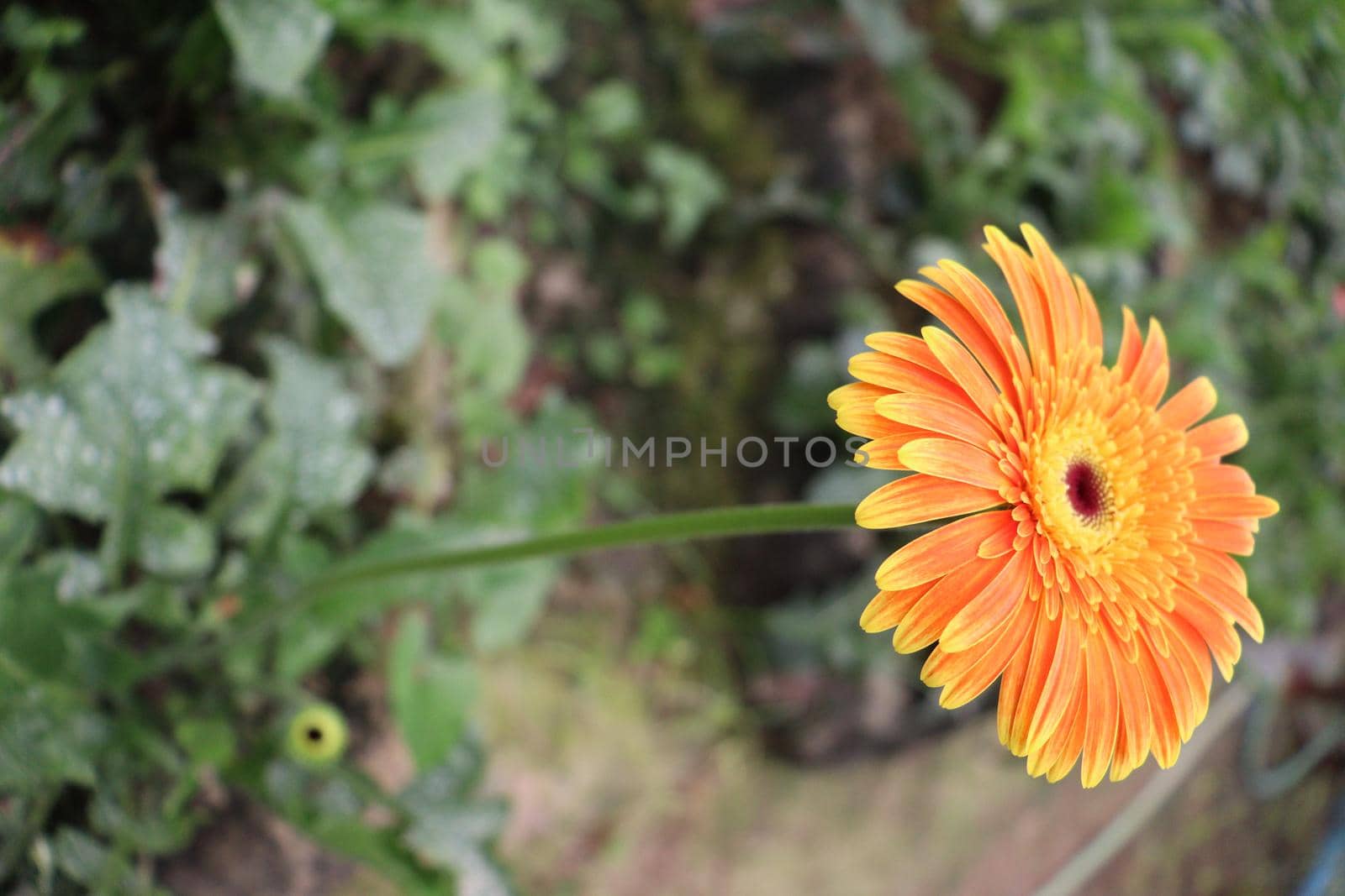 yellow colored gerbera flower on farm for harvest
