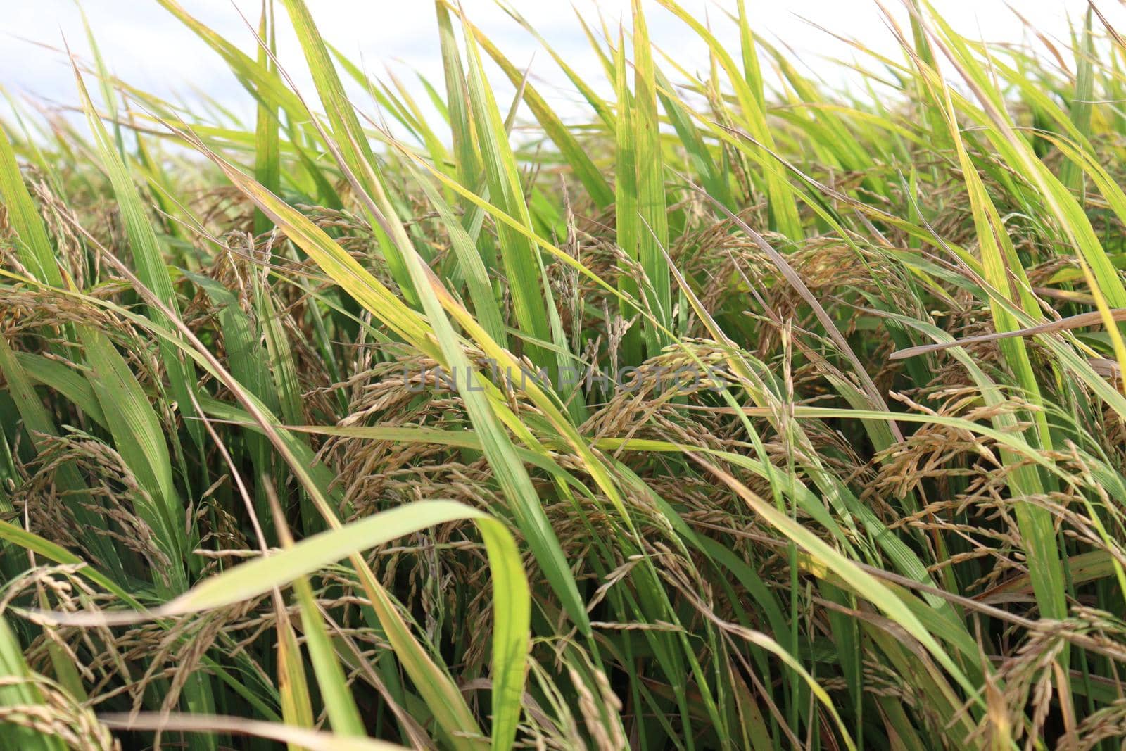 ripe paddy on tree in farm for harvest