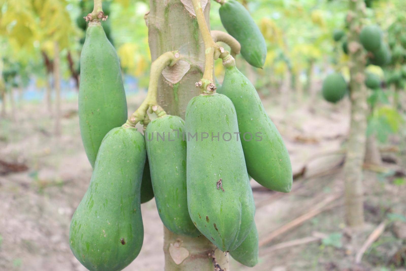 green and healthy raw papaya stock on tree in farm for harvest