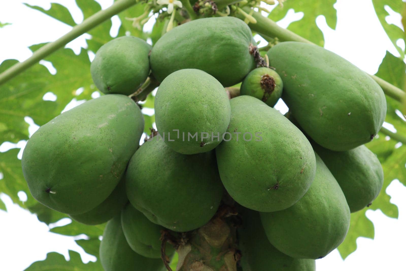 green and healthy raw papaya stock on tree in farm for harvest