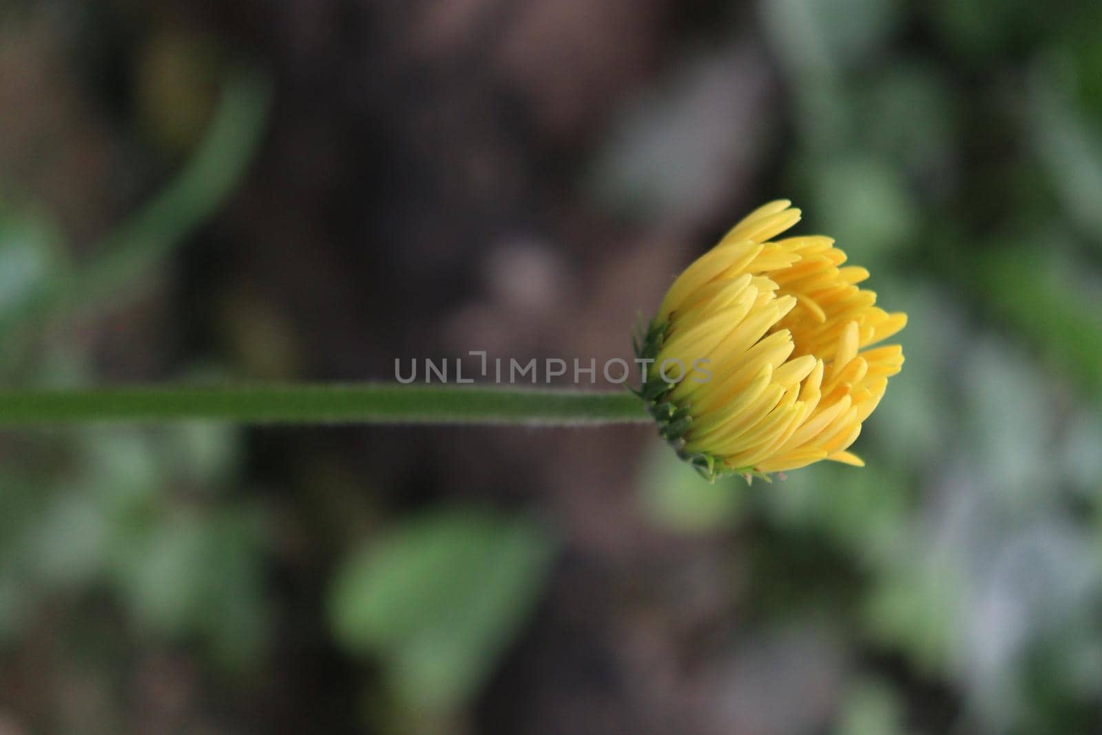 yellow colored gerbera flower on farm for harvest