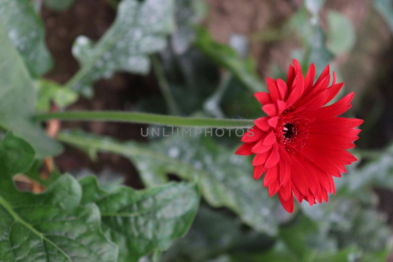 red colored gerbera flower on farm by jahidul2358