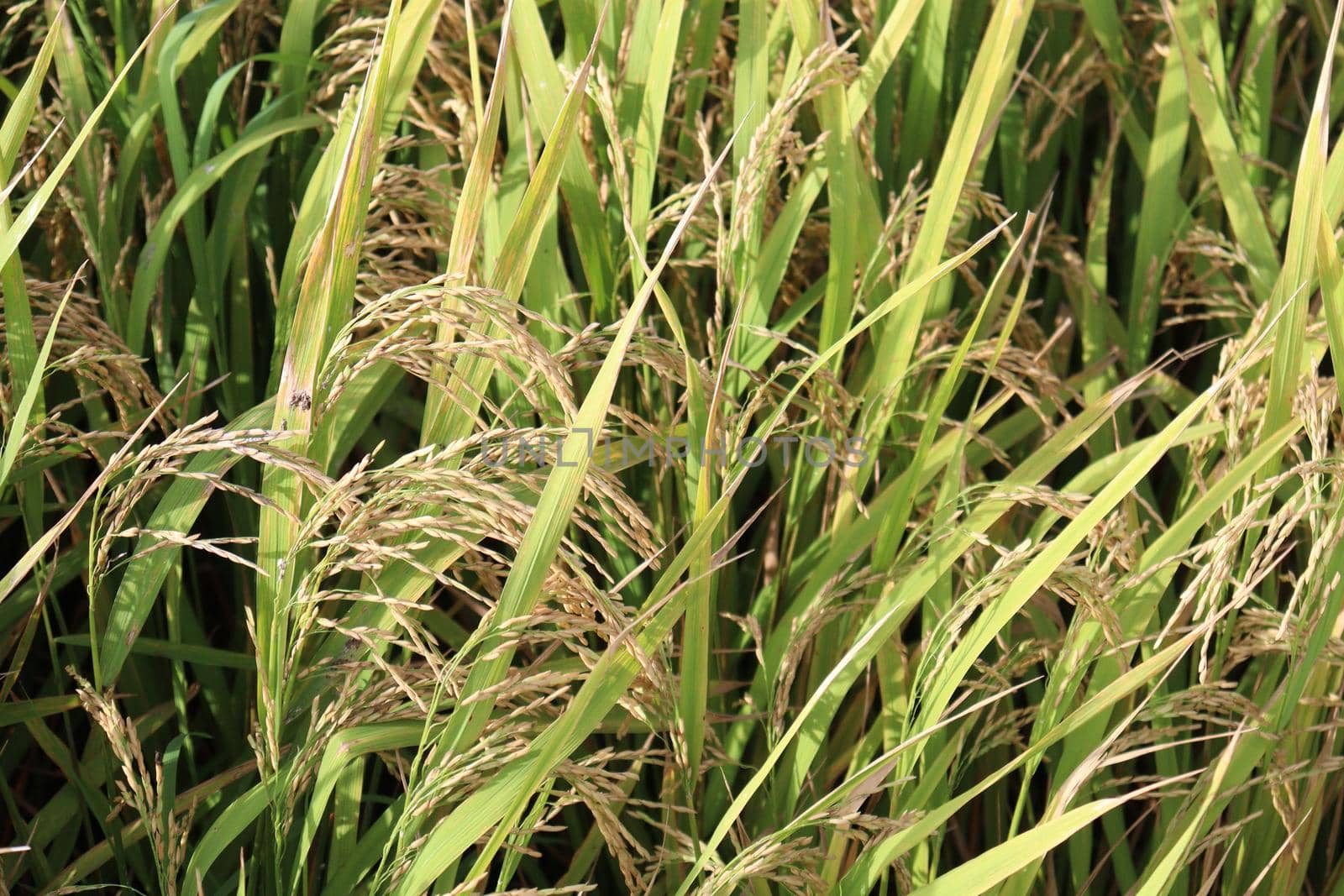 ripe paddy on tree in farm for harvest