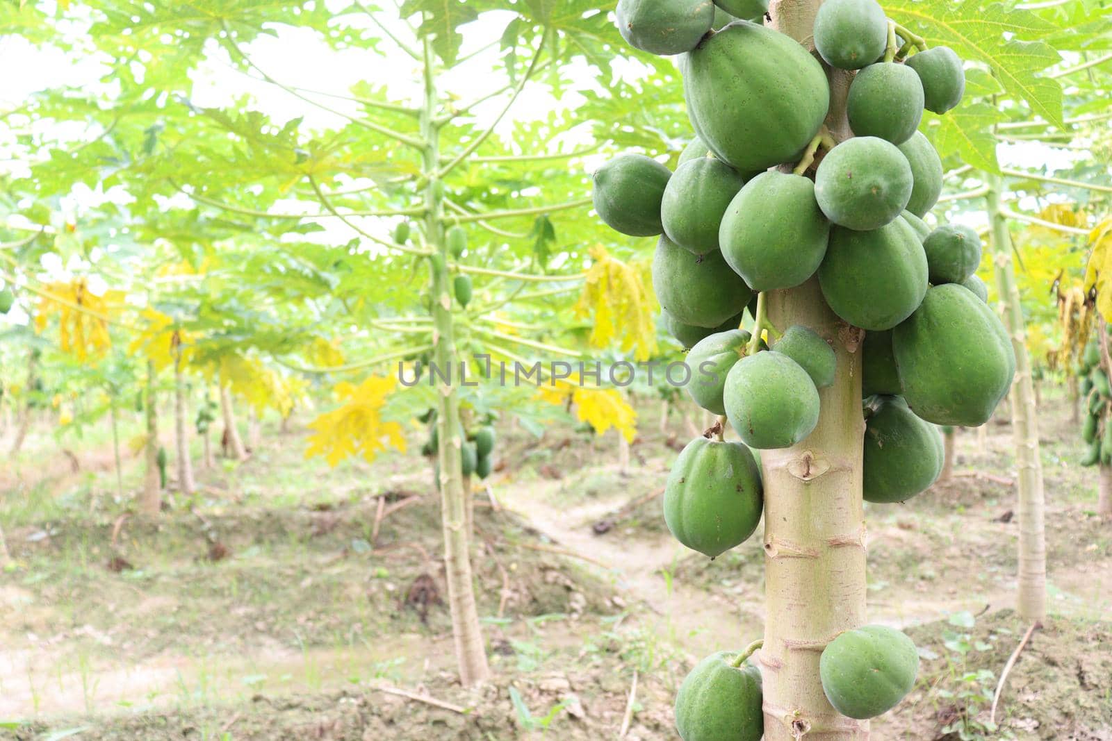 green and healthy raw papaya stock on tree in farm for harvest