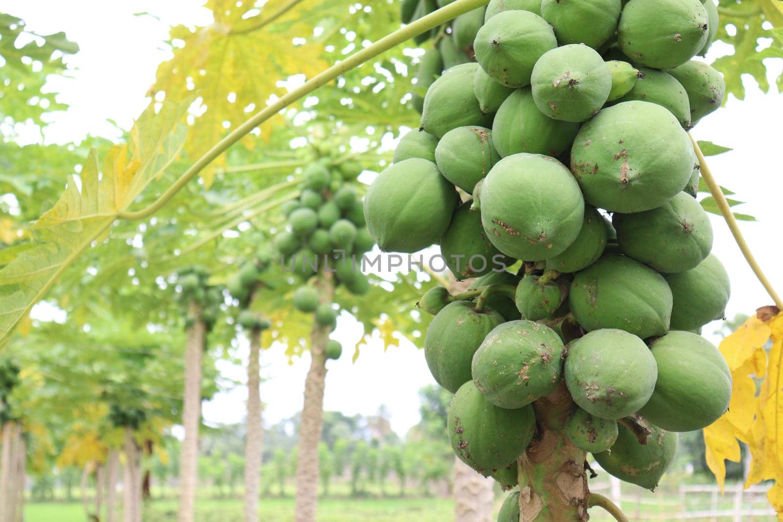 green and healthy raw papaya stock on tree in farm for harvest