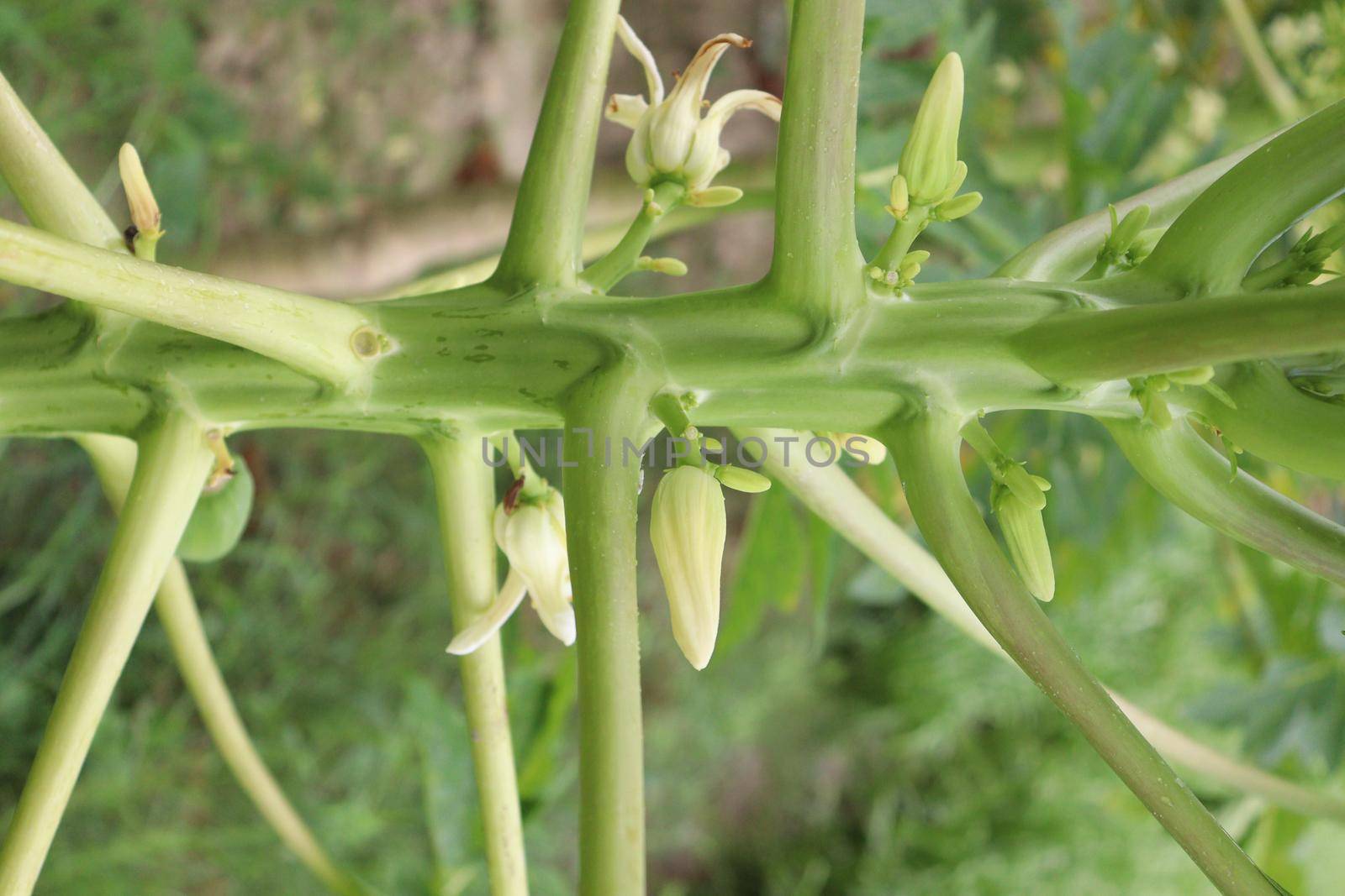 papaya flower on tree in farm by jahidul2358