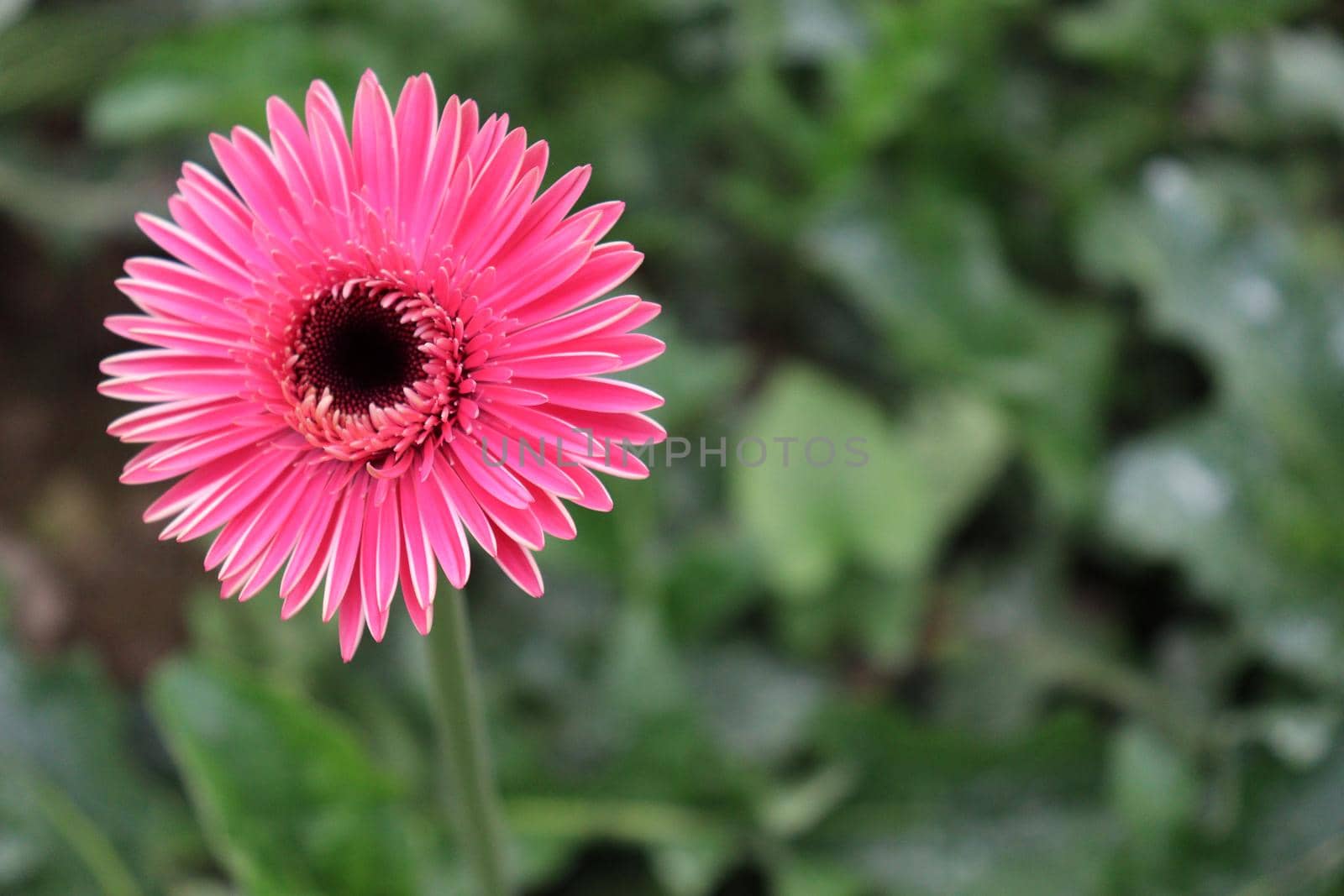 pink colored gerbera flower farm for harvest