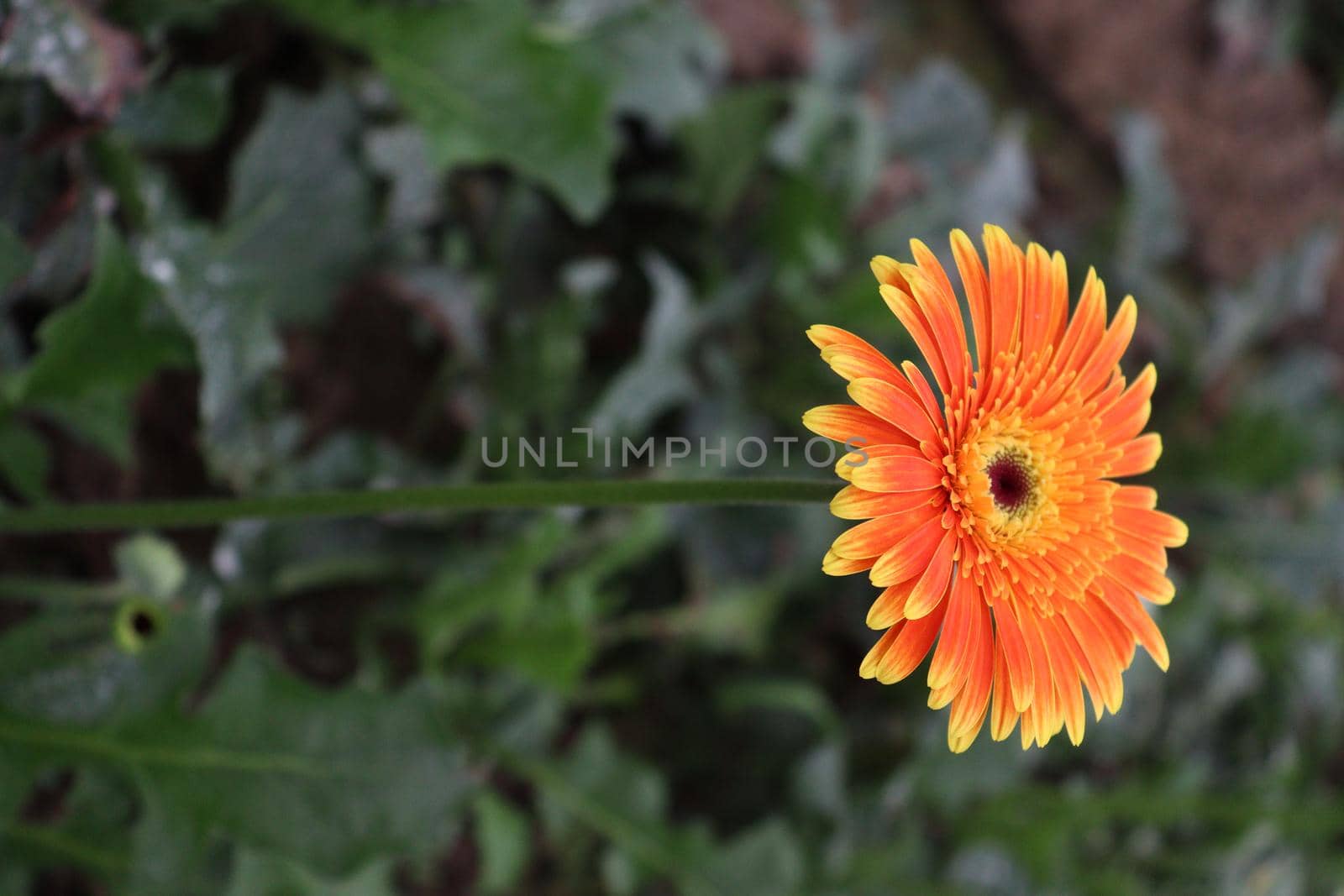 Orange colored gerbera flower on farm by jahidul2358