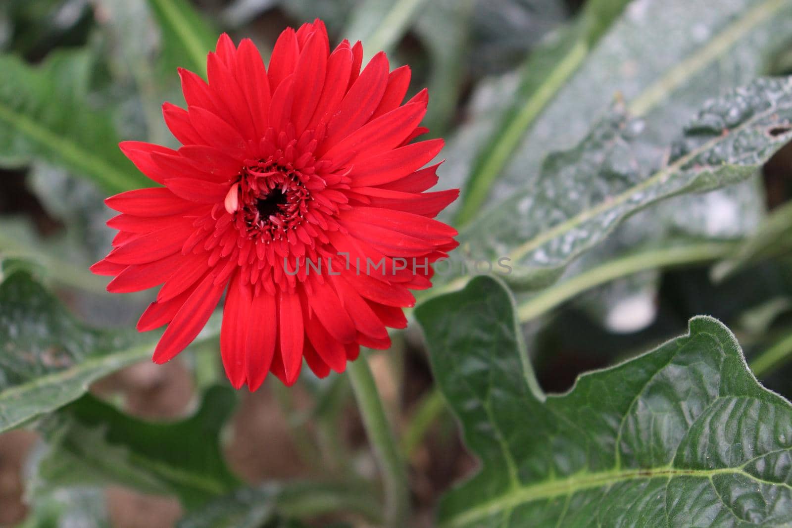 red colored gerbera flower on farm by jahidul2358