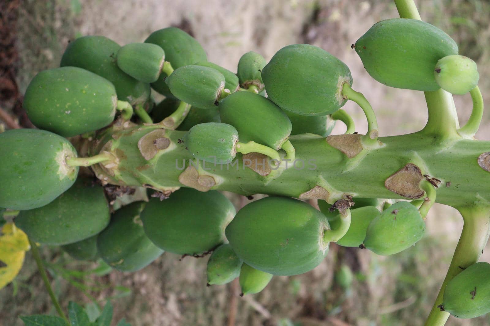 green and healthy raw papaya stock on tree in farm for harvest