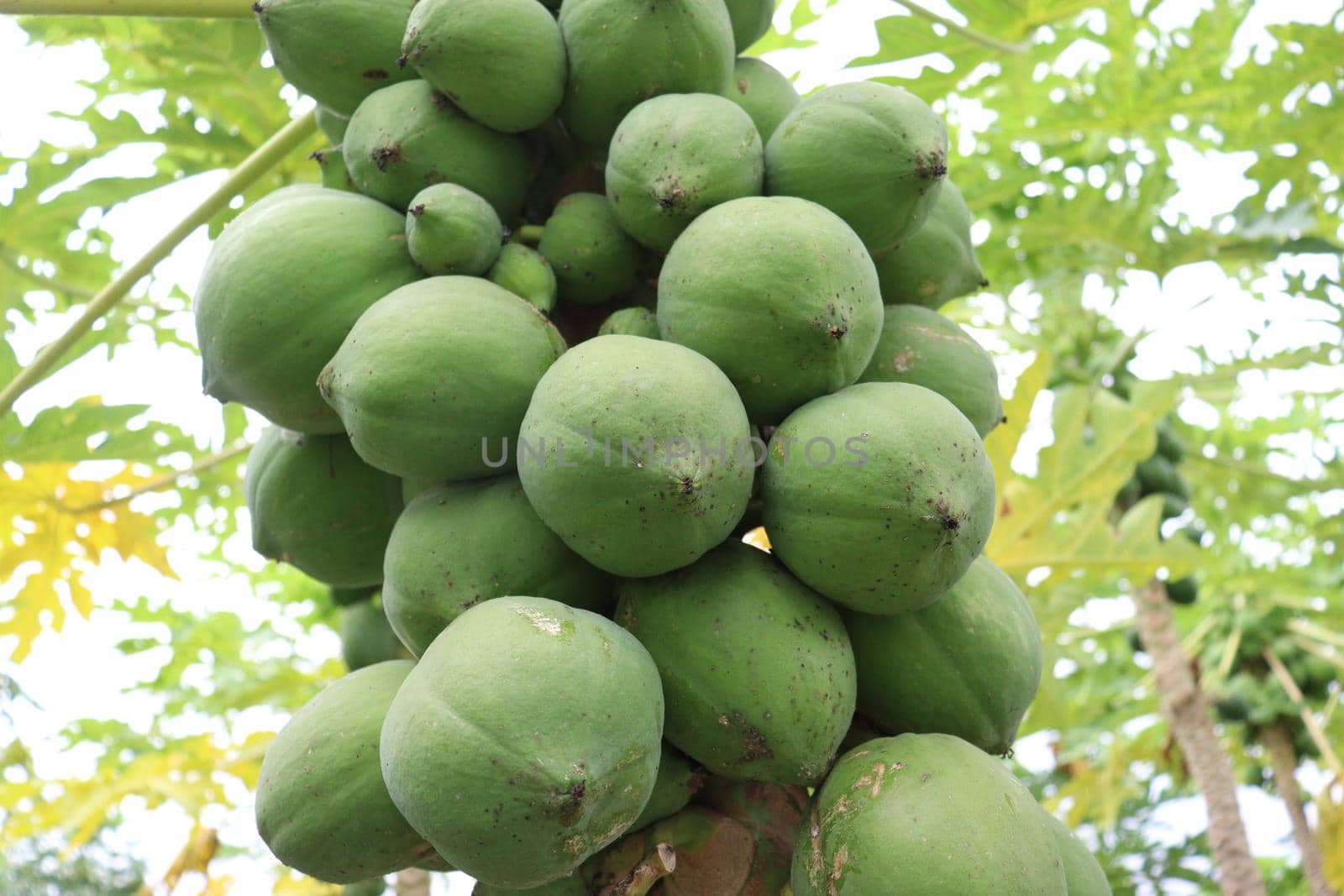 green and healthy raw papaya stock on tree in farm for harvest