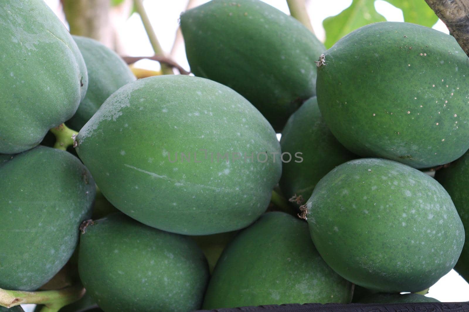 green and healthy raw papaya stock on tree in farm for harvest