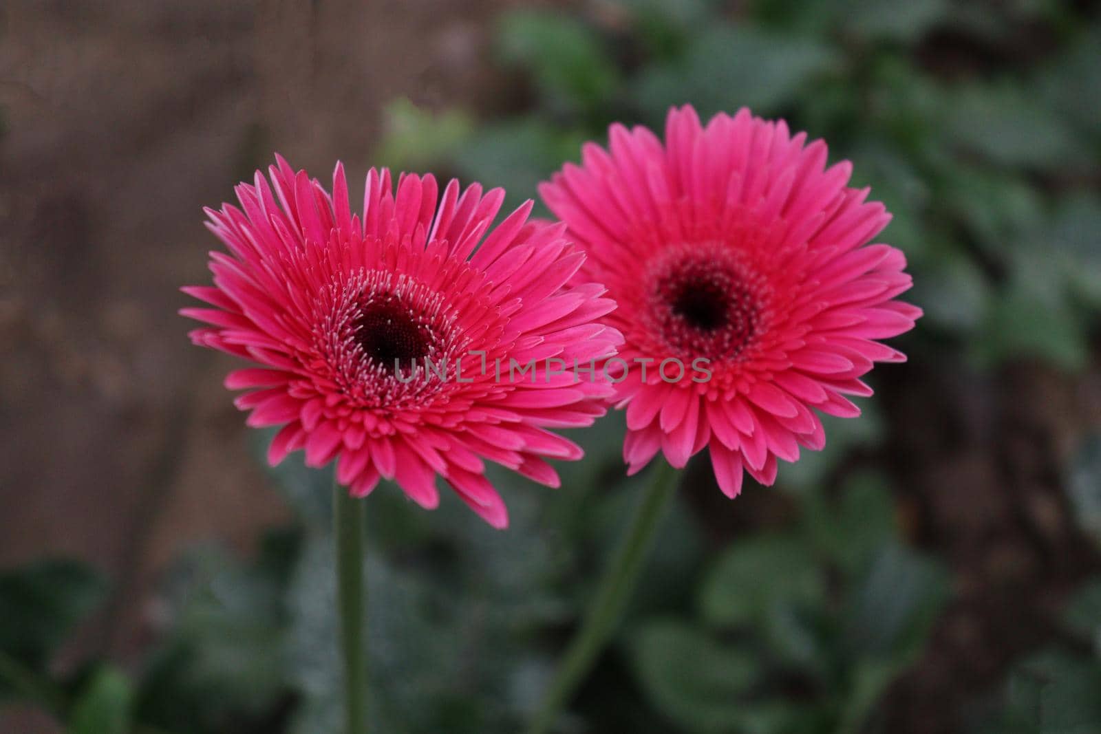 pink colored gerbera flower farm for harvest