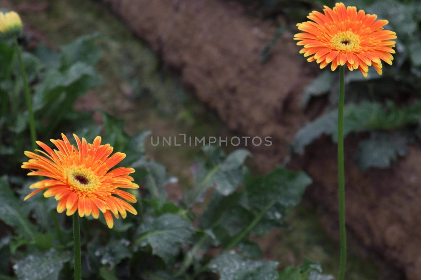 Orange colored gerbera flower farm for harvest