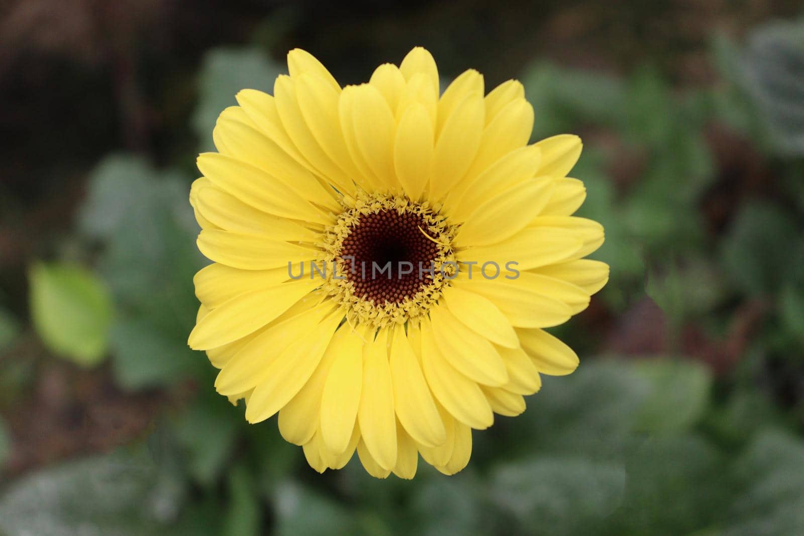 yellow colored gerbera flower farm for harvest