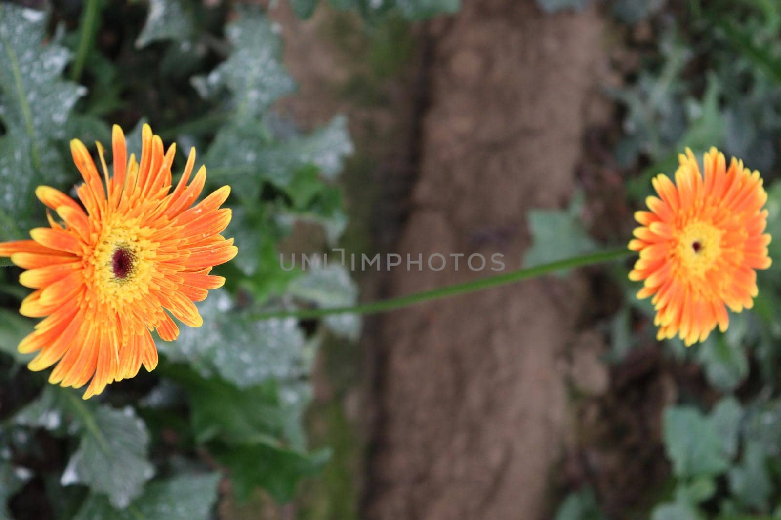Orange colored gerbera flower on farm by jahidul2358