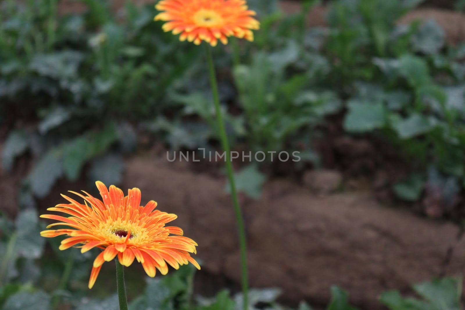 Orange colored gerbera flower farm for harvest