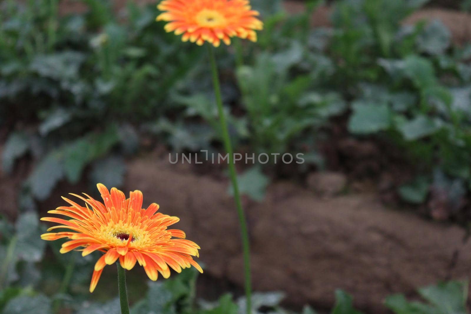 Orange colored gerbera flower on farm by jahidul2358