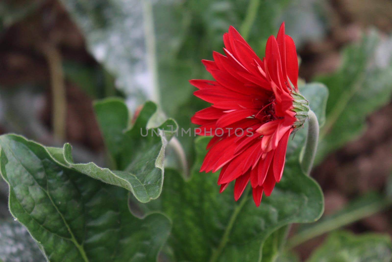 red colored gerbera flower on farm by jahidul2358