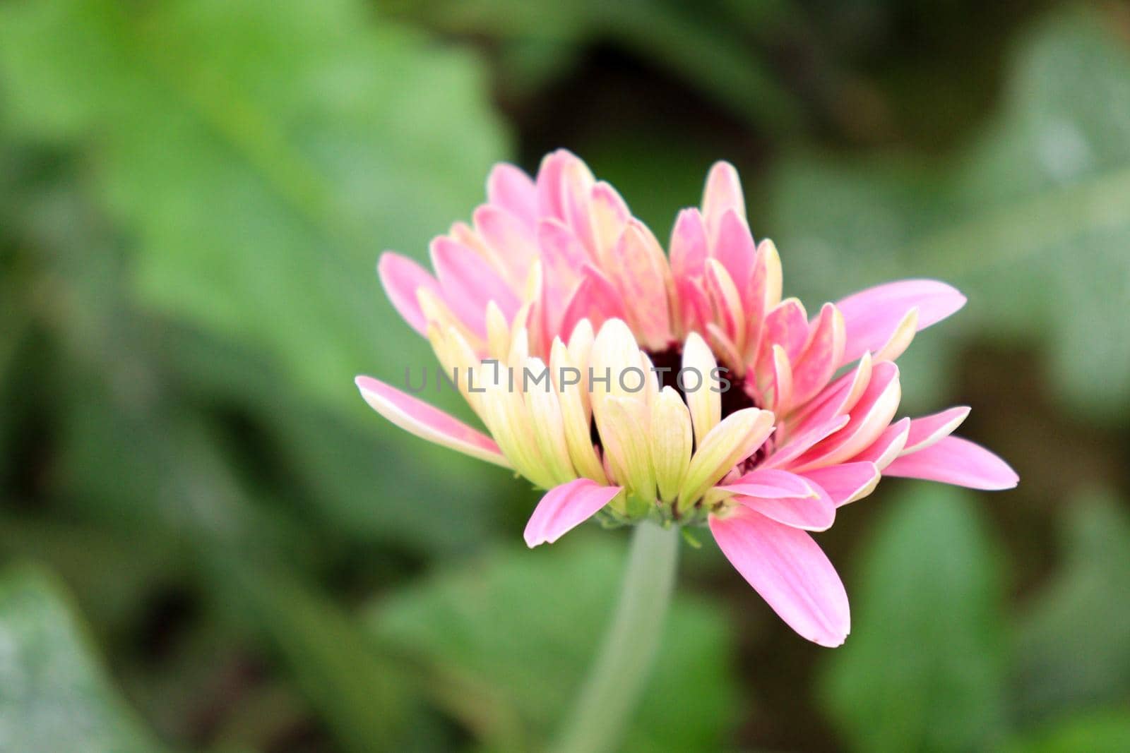 pink colored gerbera flower on farm by jahidul2358