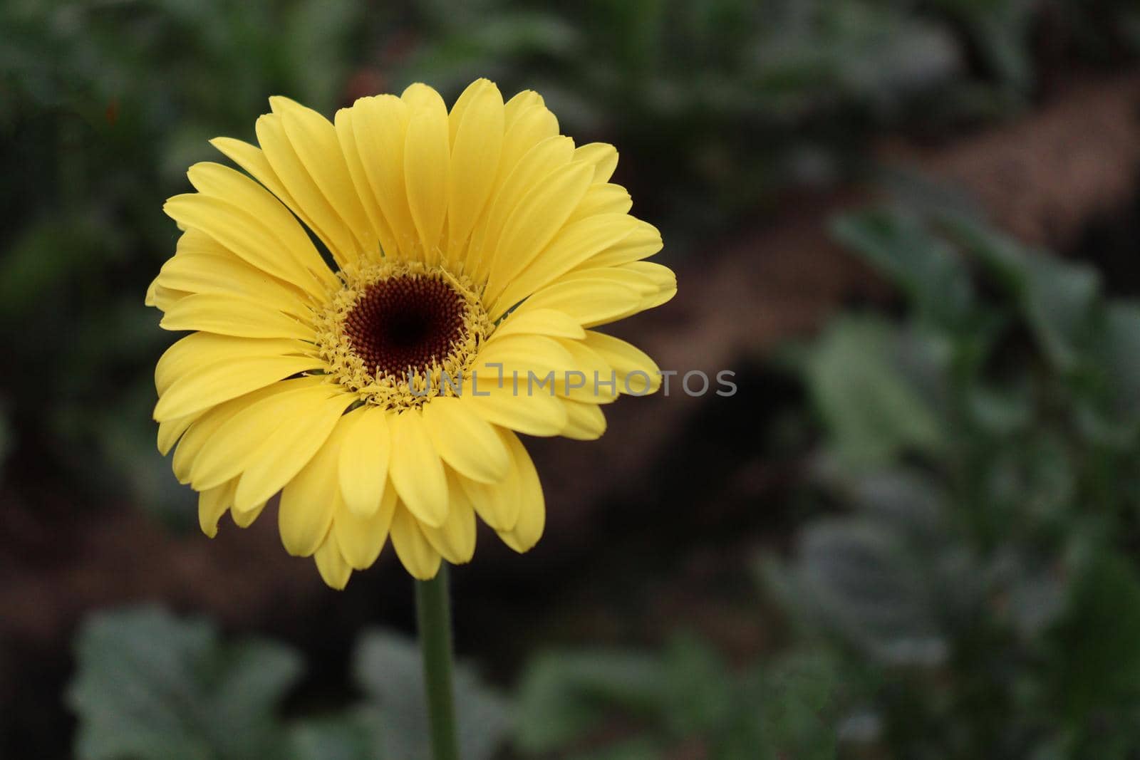 yellow colored gerbera flower on farm by jahidul2358