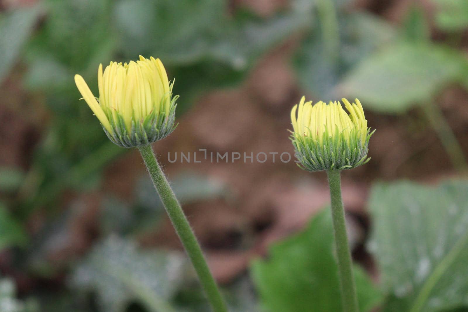 yellow colored gerbera flower on farm by jahidul2358