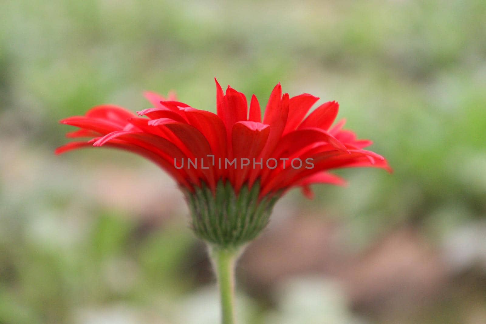 red colored gerbera flower farm for harvest