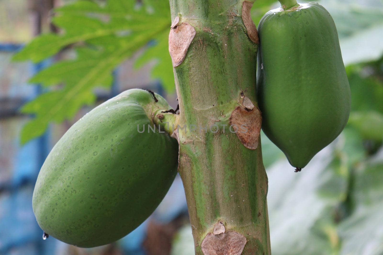 green and healthy raw papaya stock on tree in farm for harvest