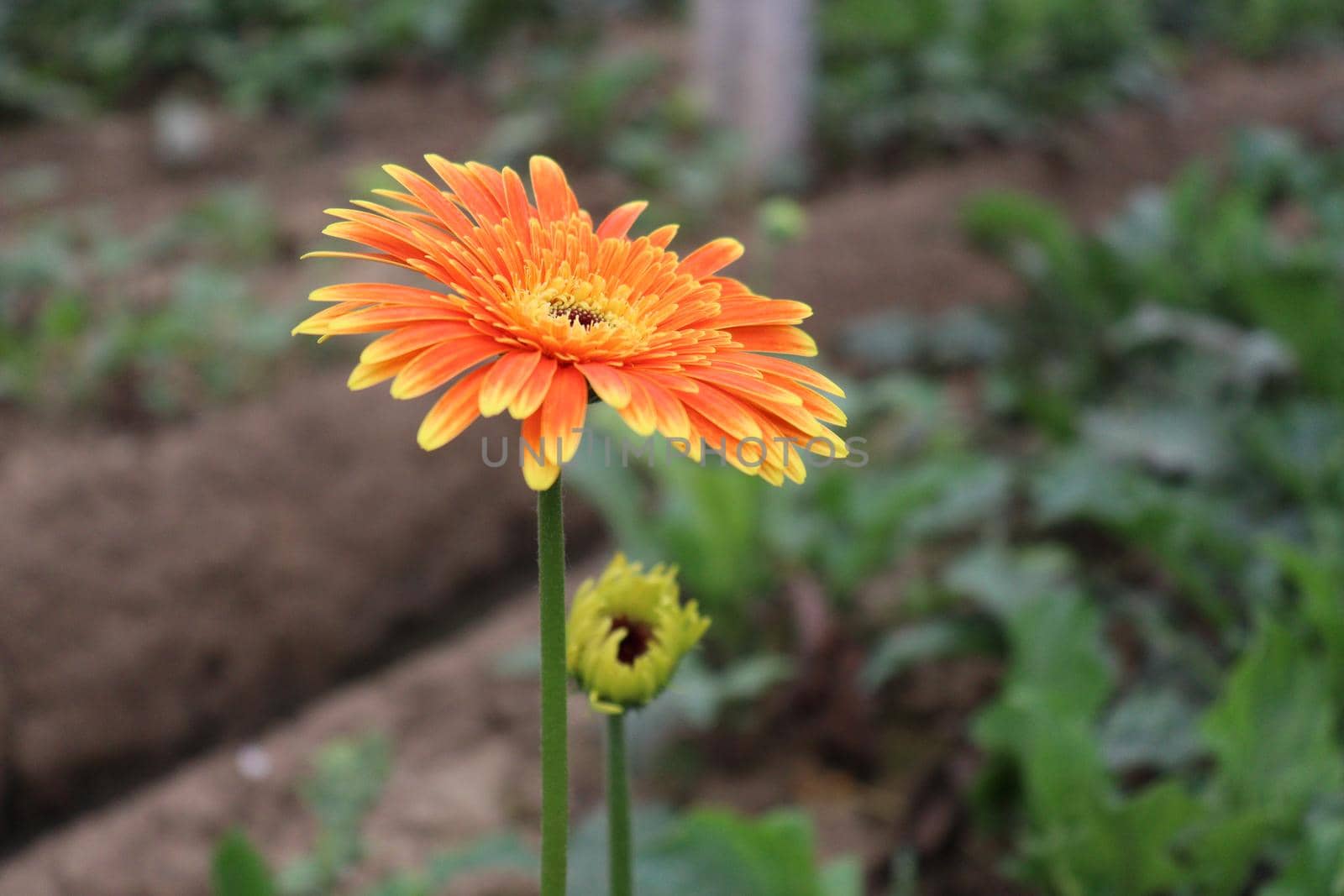 Orange colored gerbera flower farm for harvest