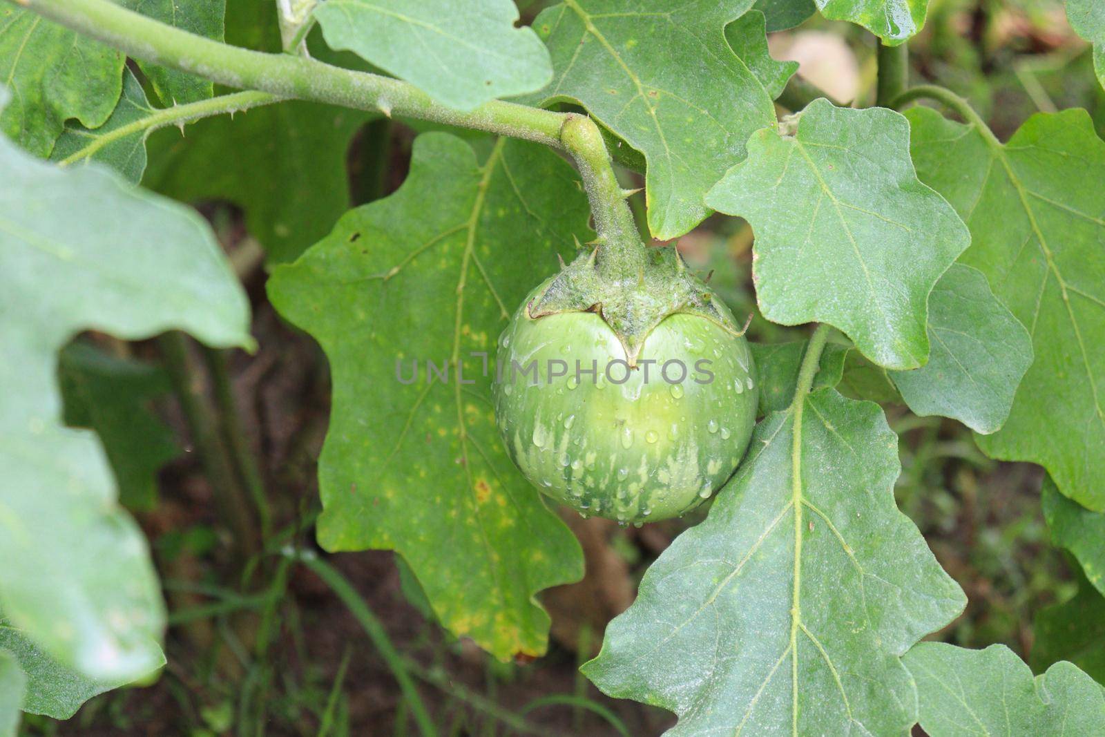 tasty and fresh raw brinjal on tree in farm for harvest