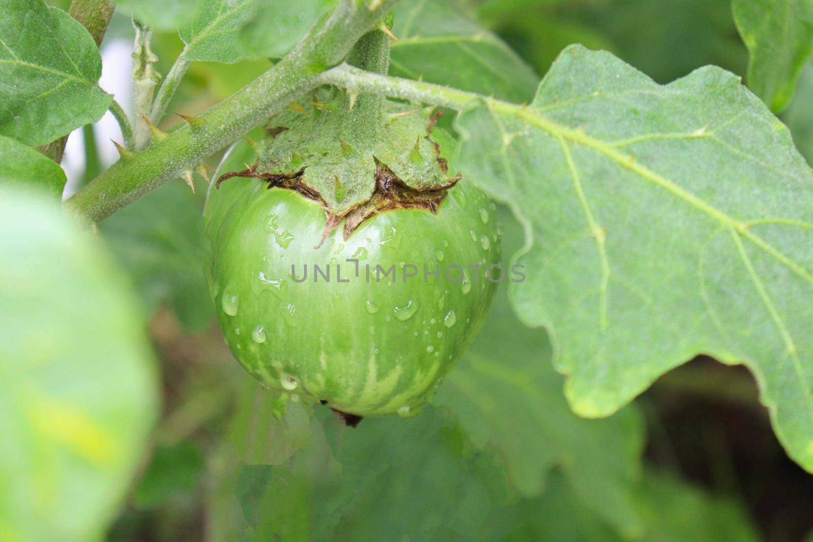 tasty and fresh raw brinjal on tree in farm for harvest