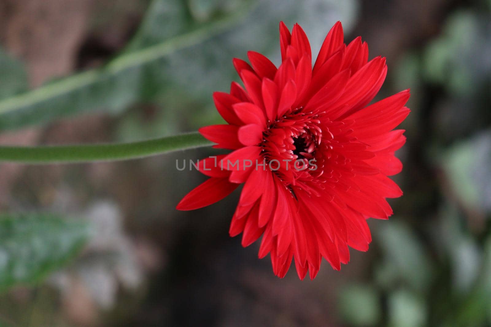 red colored gerbera flower farm for harvest