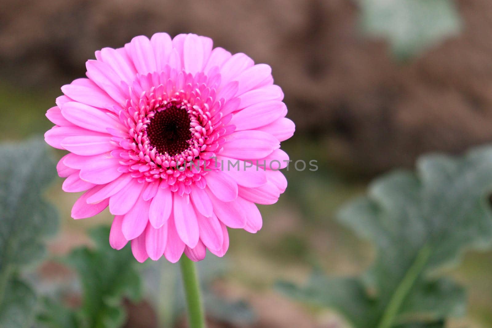 pink colored gerbera flower farm for harvest