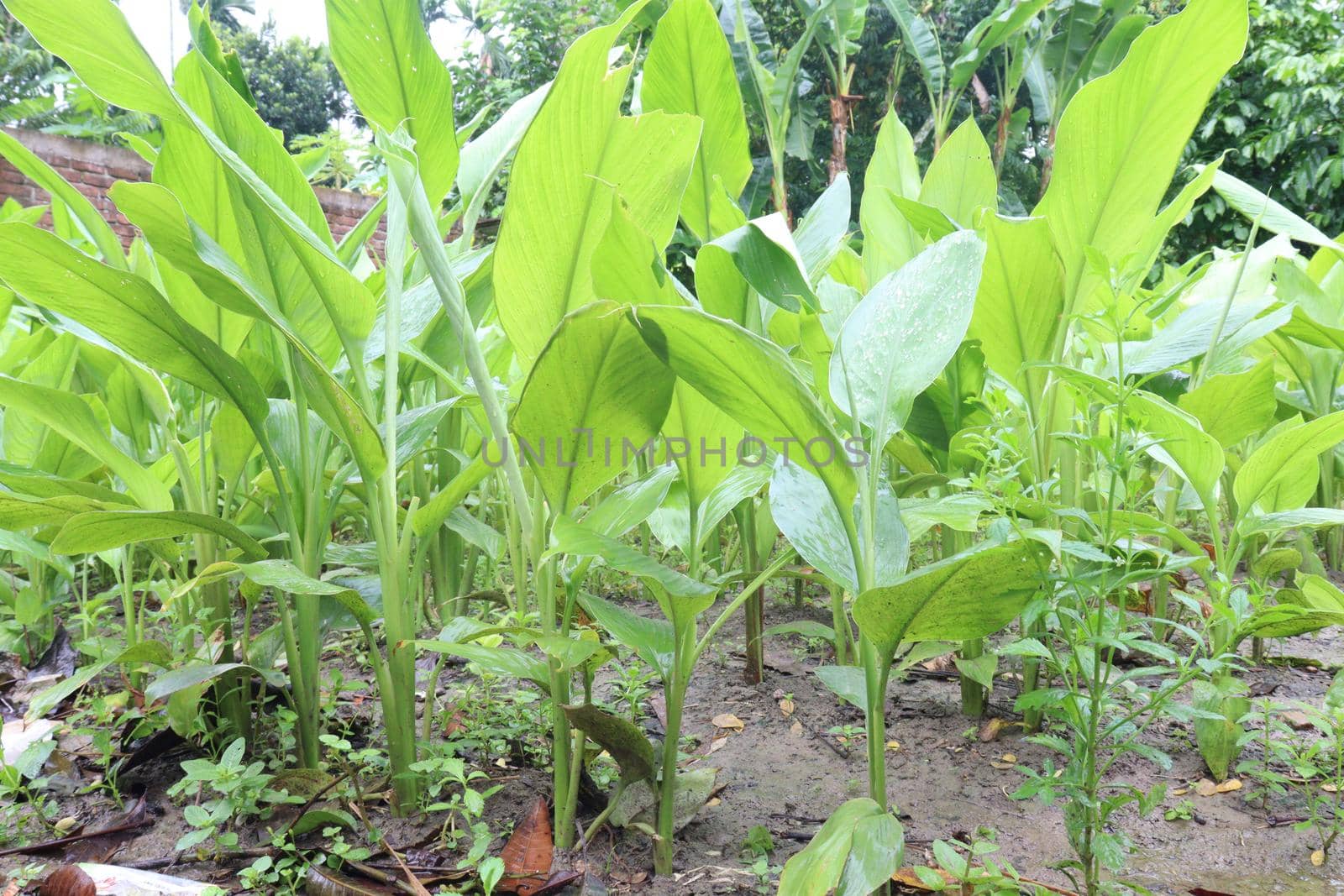 green colored turmeric tree farm for spice harvest