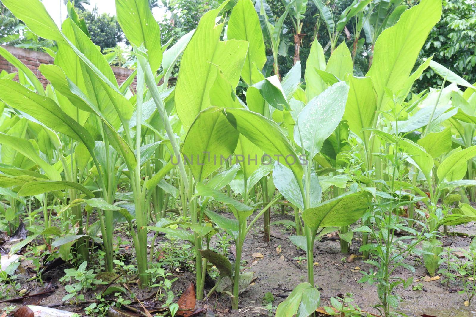 turmeric tree farm for spice harvest by jahidul2358