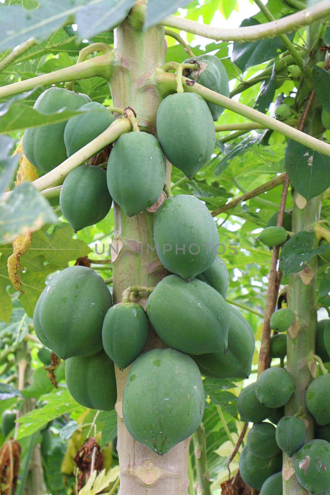 raw papaya stock on tree in farm by jahidul2358