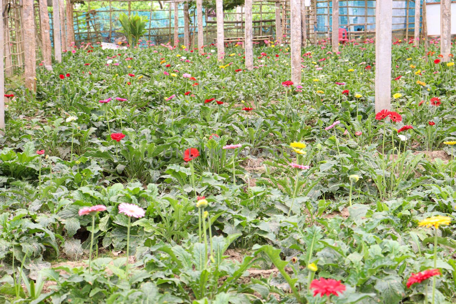 gerbera flower garden on farm for harvest
