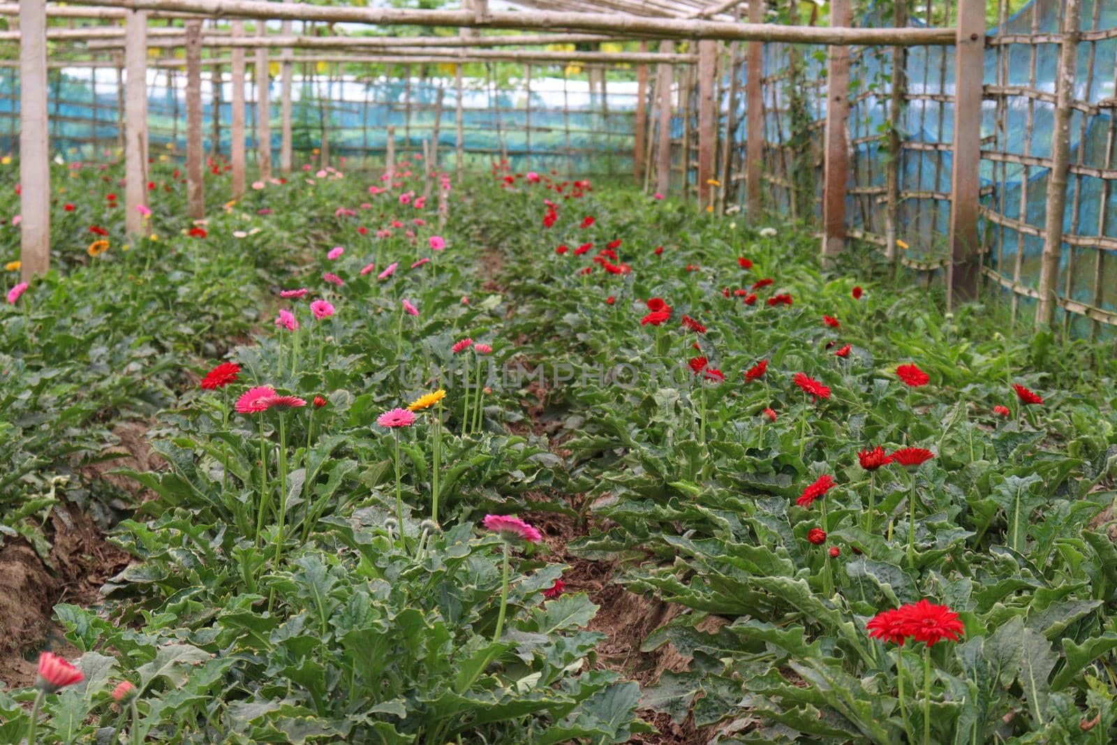 gerbera flower garden on farm for harvest