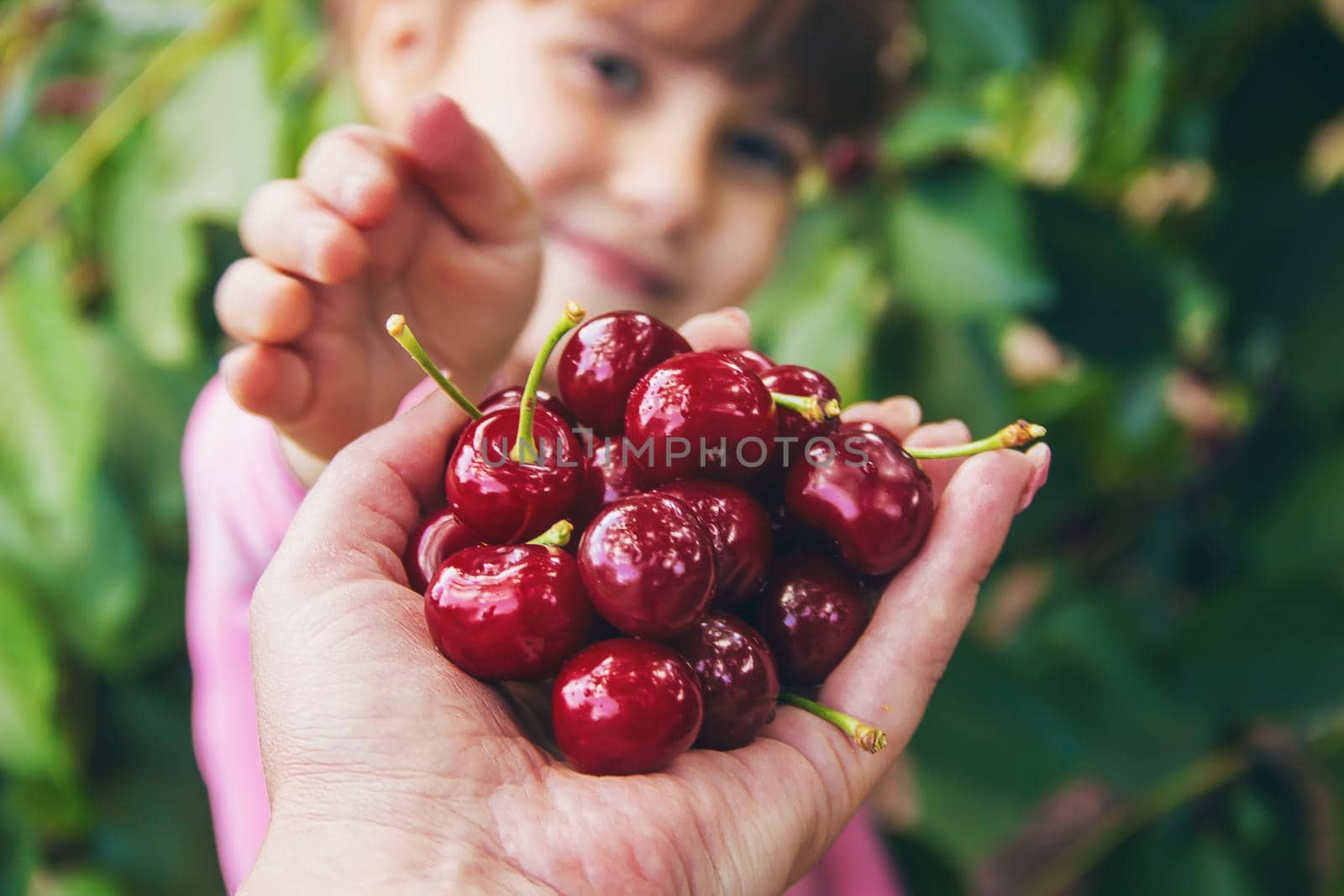 The child is picking cherries in the garden. Selective focus. by yanadjana