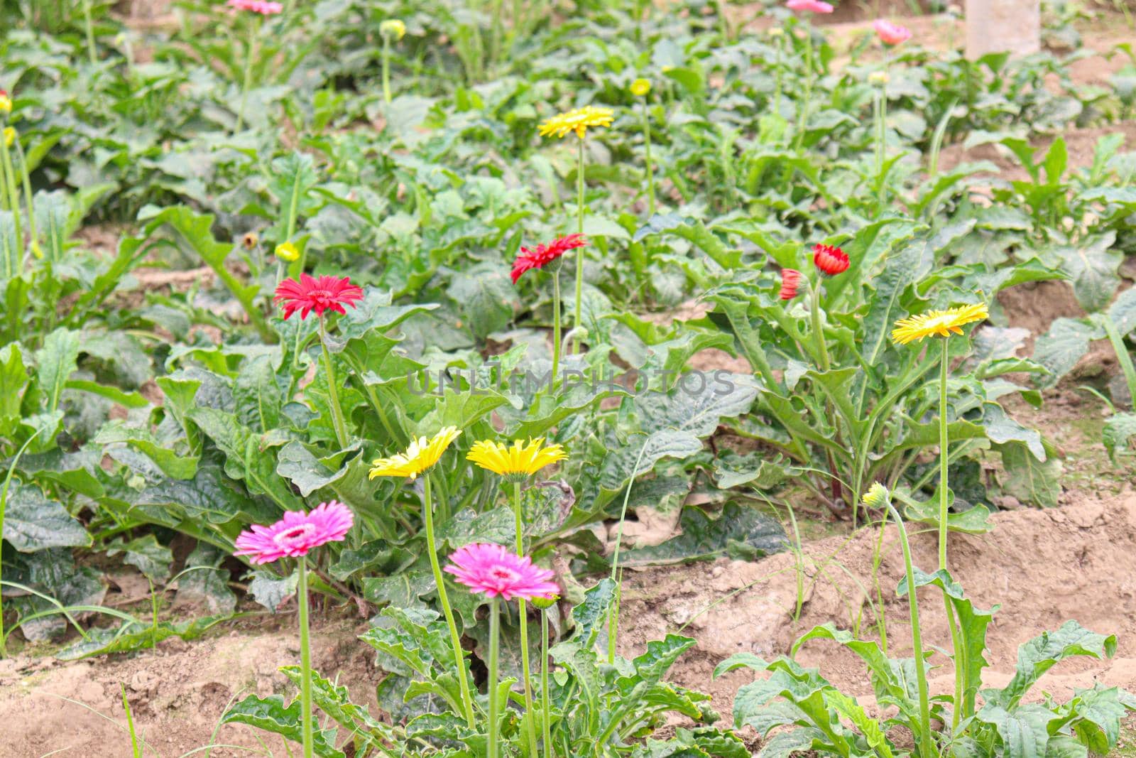 gerbera flower garden on farm for harvest