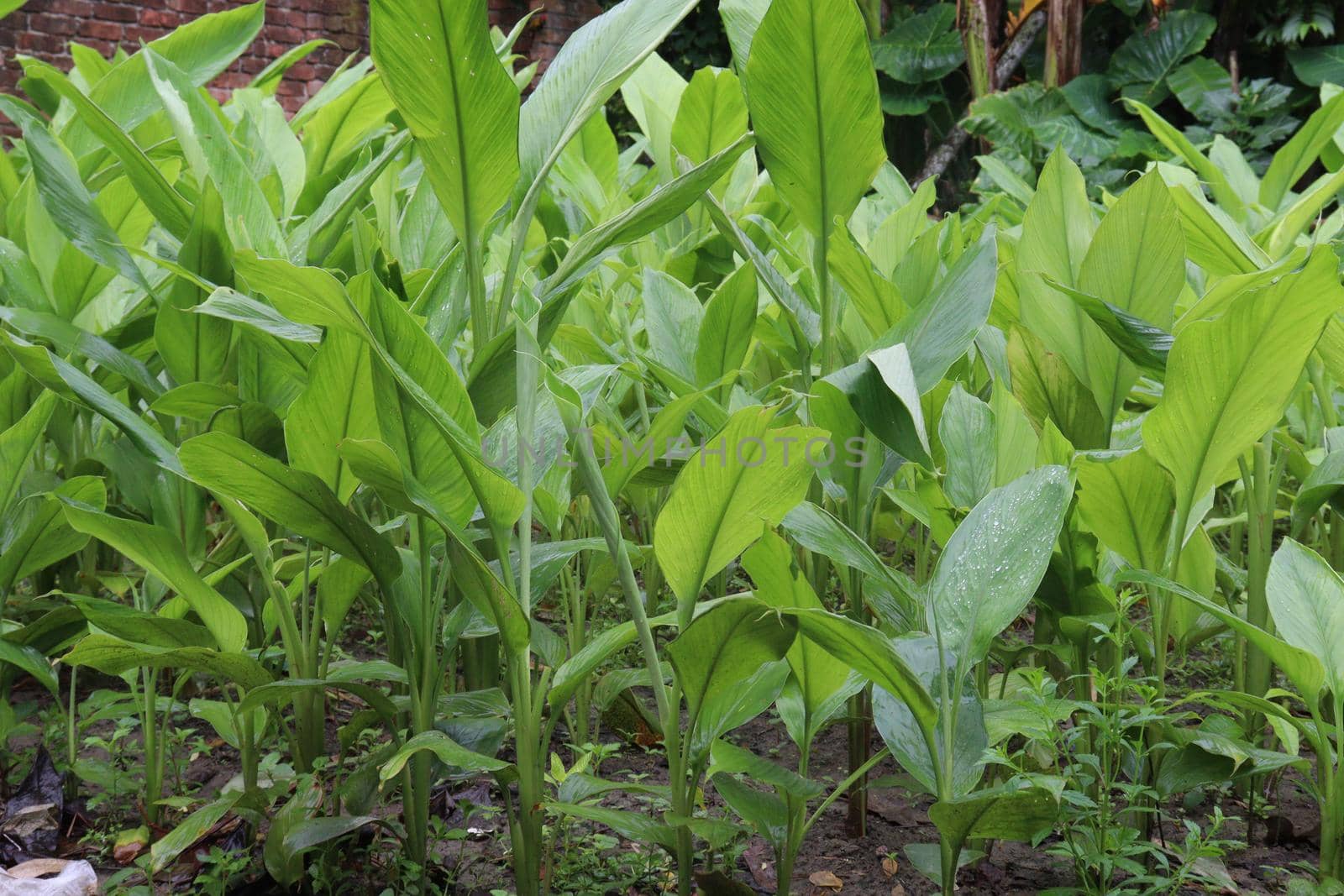 green colored turmeric tree farm for spice harvest